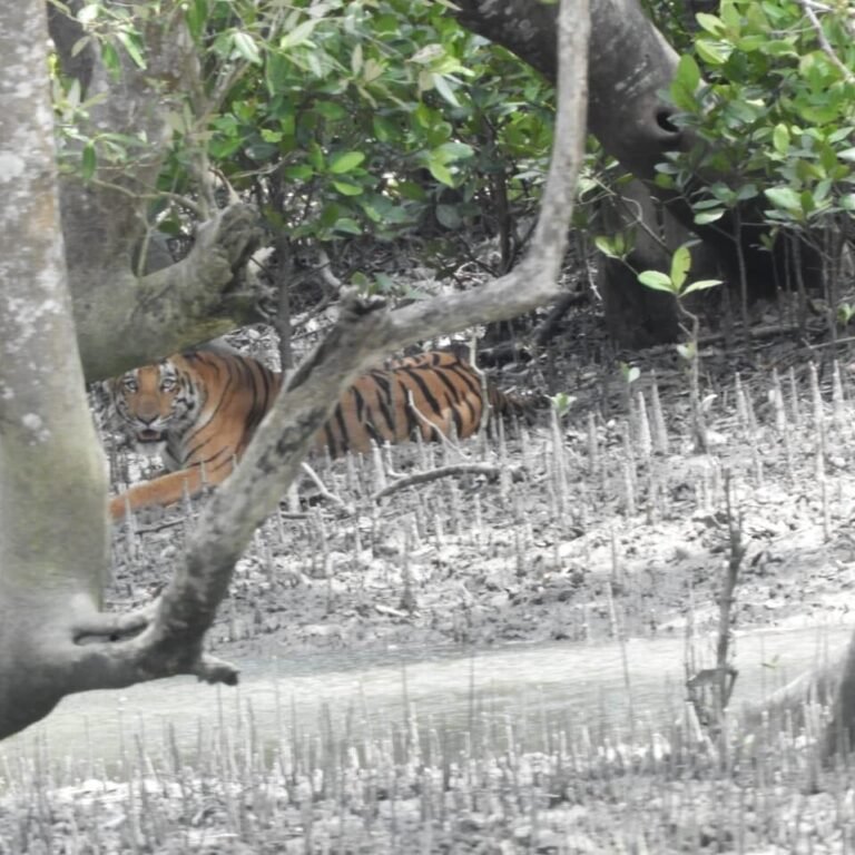  Sunderbans  Package 3 days