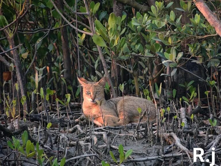 Sunderban Package 2 Days