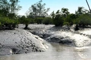 sunderban eco tourism